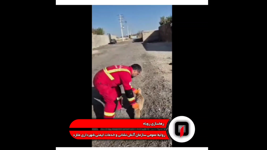 زنده گیری یک قلاده روباه واقع در اسفندآباد