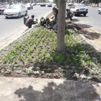 شهرداری ملارد برای تحقق سرانه های استاندارد فضای سبز شهری مجدانه پای کار است.