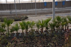 با هر گونه تغییر کاربری باغات ملارد به جد برخورد می کنیم