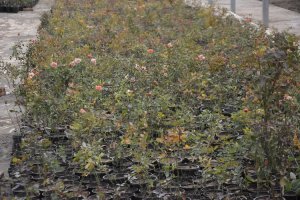 با هر گونه تغییر کاربری باغات ملارد به جد برخورد می کنیم