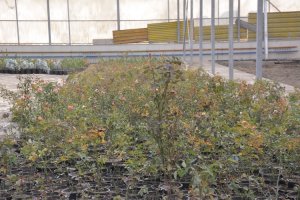 با هر گونه تغییر کاربری باغات ملارد به جد برخورد می کنیم