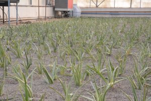 با هر گونه تغییر کاربری باغات ملارد به جد برخورد می کنیم