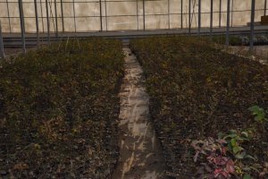 با هر گونه تغییر کاربری باغات ملارد به جد برخورد می کنیم