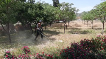 شهرداری ملارد برای تحقق سرانه های استاندارد فضای سبز شهری مجدانه پای کار است.