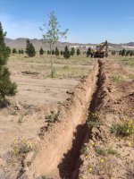 عملیات سم پاشی درختان قپچاق انجام شد.