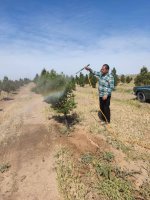 عملیات سم پاشی درختان قپچاق انجام شد.