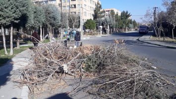 جمع آوری نخاله ها و شاخ و برگ درختان از سطح معابر شهری