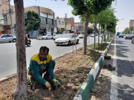 سازمان سیما، منظر و فضای سبز شهری شهرداری ملارد طرح های مختلفی را به طور مستمر در دست اقدام دارد.