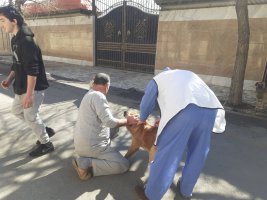 اجرای طرح واکسیناسیون هاری سگهای صاحبدار ، گله و نگهبان