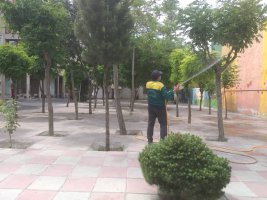 آغاز سم پاشی های بهاره علیه آفات در شهرملارد آغاز گردیده است.