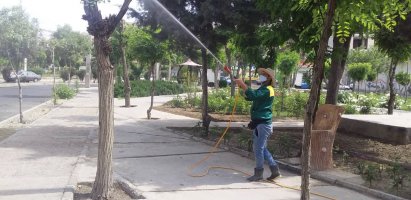 آغاز سم پاشی های بهاره علیه آفات در شهرملارد آغاز گردیده است.