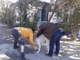 اجرای طرح واکسیناسیون هاری سگهای صاحبدار ، گله و نگهبان