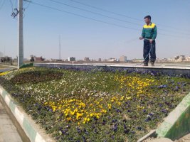 شهر ملارد با کاشت گلهای فصلی به استقبال از بهار می رود