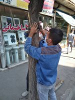 مهار درخت شکسته شده در میدان اطلس غربی