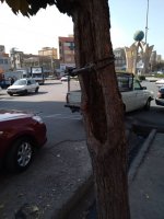 مهار درخت شکسته شده در میدان اطلس غربی