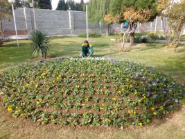 کاشت گل فصلی بنفشه در سطح شهر ملارد