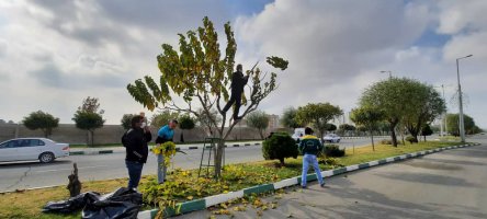 درختان غیر مثمر شهر هرس می شوند