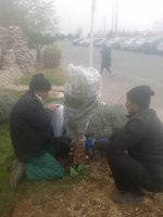 اجرای عملیات محافظت از  گیاهان در برابر سرما