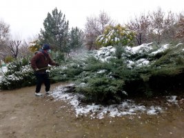 برف تکانی درختان در سطح شهرملارد