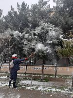 برف تکانی درختان در سطح شهرملارد