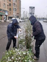 اجرای عملیات محافظت از  گیاهان در برابر سرما 