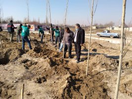 غرس بیش از 400 اصله نهال غیر مثمر در بلوار ملاردویلای جنوبی