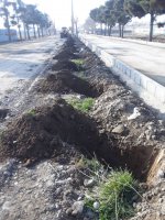 غرس بیش از 400 اصله نهال غیر مثمر در بلوار ملاردویلای جنوبی 