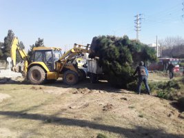 100 اصله کاج مشهد در راستای صیانت از درختان جابجا شد