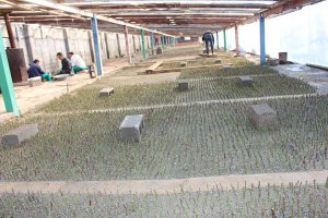 آغاز تکثیر و تولیدانواع گیاهان زینتی فضای باز در شهر ملارد