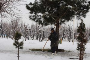 برف روبی و برف تکانی درختان با شروع بارش برف زمستانی در شهر ملارد