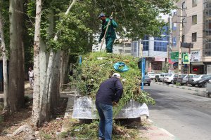 پاکسازی مسیر درختان چنار در خیابان چناران