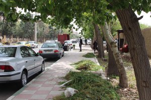 پاکسازی مسیر درختان چنار در خیابان چناران