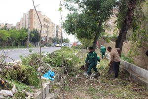 پاکسازی مسیر درختان چنار در خیابان چناران