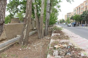 پاکسازی مسیر درختان چنار در خیابان چناران