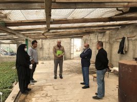 کاشت درختان غیر مثمر در سطح شهر ملارد