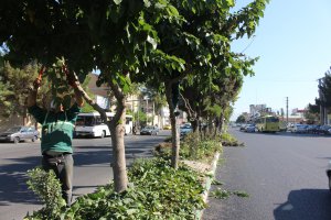 مرتب سازی و هرس درختان بلوار رسول اکرم (ص) توسط شهرداری ملارد