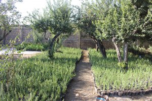 تولید گلهای رزماری در واحد تولیدات سازمان سیما،منظر و فضای سبز شهرداری ملارد