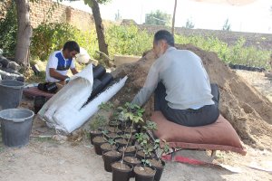 تولید 15000 گلدان گل رز در واحد تولیدات شهرداری ملارد