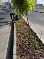  ایجاد روحیه و تداوم نشاط در بین شهروندان با کاشت گلهای رنگارنگ فصلی