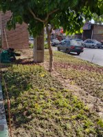 ایجاد روحیه و تداوم نشاط در بین شهروندان با کاشت گلهای رنگارنگ فصلی