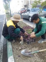 ایجاد روحیه و تداوم نشاط در بین شهروندان با کاشت گلهای رنگارنگ فصلی