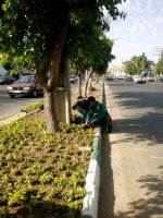 ایجاد روحیه و تداوم نشاط در بین شهروندان با کاشت گلهای رنگارنگ فصلی