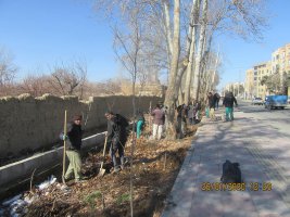 واکاری درختان چنار در فاز سه مارلیک