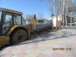 واکاری درختان چنار در فاز سه مارلیک