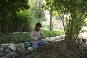 تولید 10هزار گلدان گل فصلی (کلم زینتی) در شهرداری ملارد