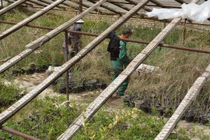 شهردار ملارد از گلخانه بخش تکثیر و قلمه سازمان سیما، منظر و فضای سبز شهری شهرداری ملارد بازدید نمود.