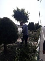 آغاز هرس زمستانه درختان در سطح شهرملارد