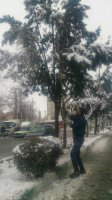  برف روبی و برف تکانی درختان با شروع بارش برف زمستانی در شهر ملارد