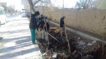 واکاری درختان چنار در فاز سه مارلیک