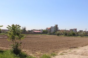 تولید درختان غیر مثمر در فضای سبز شهرداری ملارد  